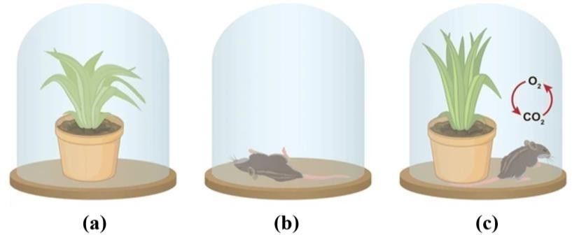 Quan sát thí nghiệm như hình bên dưới: Hình trên là thí nghiệm về vai trò của quang hợp ảnh hưởng đến quá trình hô hấp của động vật (chuột). Phát biểu nào dưới đây là không đúng khi nói về thí nghiệm? (ảnh 1)