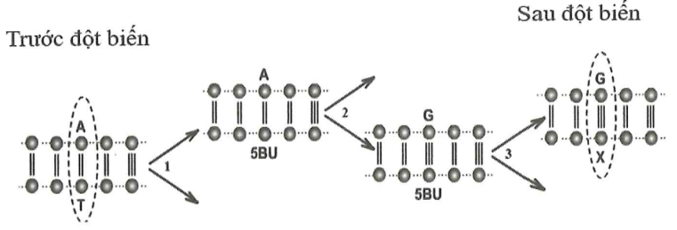 Sơ đồ sau đây mô tả quá trình thay đổi trình tự nucleotide tại 1 điểm trên đoạn của gene. Đây là dạng đột biến   A. thay thế 1 cặp nucleotide.	B. lặp đoạn NST.	           C. mất đoạn NST.		D. thêm 1 cặp nucleotide. (ảnh 1)