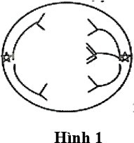 Hình 1 mô tả sự phân li không bình thường của loại cấu trúc nào sau đây?  (ảnh 1)