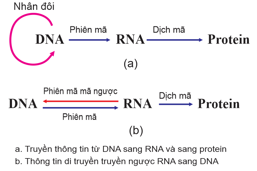 Hình sau đây mô tả tóm tắt mấy cơ chế di truyền ở sinh vật và virus. Có bao nhiêu nhận định dưới đây đúng với hình này?   (ảnh 1)