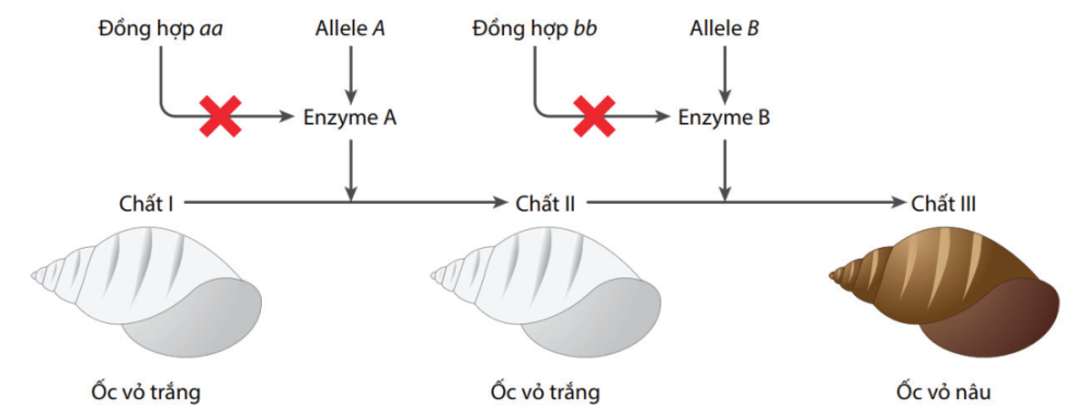 Hình dưới đây mô tả con đường chuyển hoá tạo ra màu vỏ ốc. (ảnh 1)