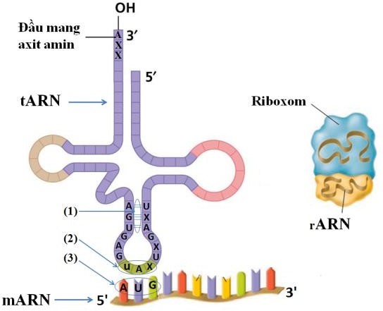 Quan sát hình mô tả cấu trúc của mARN, tARN, rARN và cho biết có bao nhiêu câu trả lời đúng. (1) Các số (1), (2) và (3) trên hình vẽ tương ứng với các nội dung: liên kết hiđrô, anticôđon côđon. (ảnh 1)
