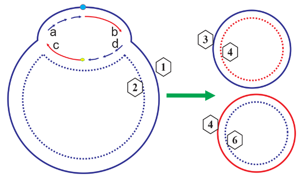 Nhận định hình mô tả một quá trình sinh học diễn ra trong tế bào sau đây (mạch [1] chính là mạch [3]): I. Chiều a → b là 3’ → 5’. (ảnh 1)