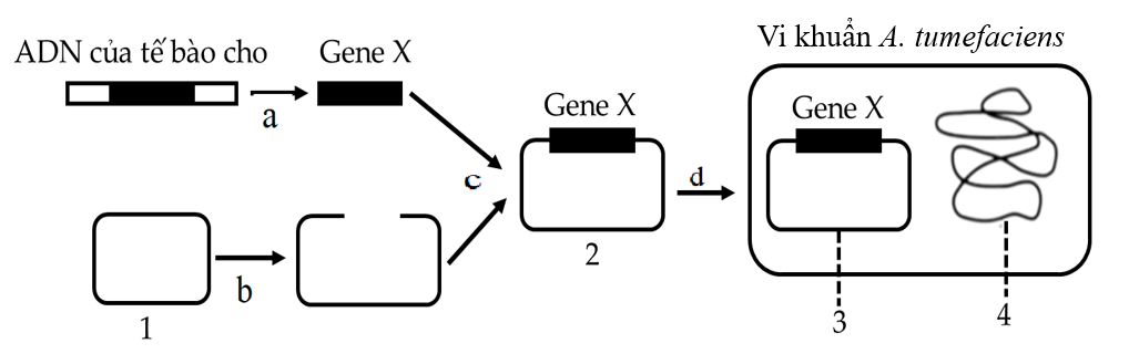 Để tạo giống lúa vàng (golden rice) giàu Beta−carotene góp phần cải thiện tình trạng thiếu vitamin A ở trẻ em, người ta cần chuyển gene X từ một loài thực vật vào cây lúa.  (ảnh 1)