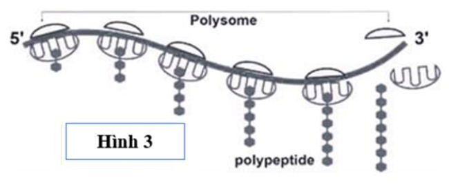 Hình 3 mô tả cơ chế di truyền cấp độ phân tử nào dưới đây?      A. Tái bản DNA. 	B. Nhân đôi DNA. 	C. Phiên mã. 	D. Dịch mã. (ảnh 1)