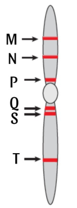 Một loài thực vật, xét 6 gen mã hóa 6 chuỗi pôlipeptit nằm trên cùng một nhiễm sắc thể như hình bên dưới. Theo lí thuyết, phát biểu nào sau đây đúng?. (ảnh 1)