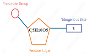 Loại đơn phân nào của nucleic acid có cấu tạo sai?       A	         B       C	      D (ảnh 1)