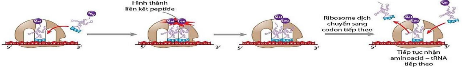 Hình ảnh dưới đây mô tả giai đoạn nào của quá trình tổng hợp chuỗi polypeptide ở sinh vật nhân sơ?   A. Hoạt hóa amino acid.	B. Mở đầu.	C. Kéo dài.	D. Kết thúc. (ảnh 1)