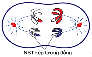 Câu 4.	Hình 3 mô tả tế bào đang ở một giai đoạn của quá trình phân bào giảm phân. Nhận định nào sau đây là sai? (ảnh 1)