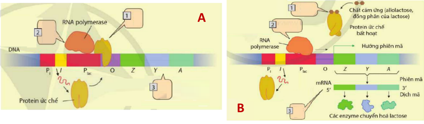 Hình dưới đây mô tả cơ chế điều hòa biểu hiện gene ở operon lac của vi khuẩn E.coli . Quan sát sơ đồ và cho biết các nhận định nào dưới đây là đúng? (ảnh 1)