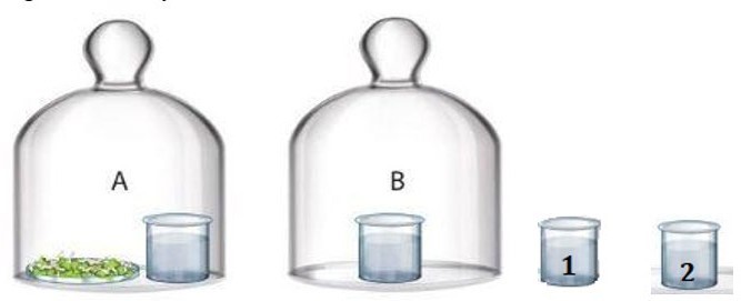 Để phát hiện hô hấp ở thực vật, bạn Toàn đã thực hiện thí nghiệm như sau. Đặt 2 cốc nước vôi trong vào bình thủy tinh kín: (ảnh 1)