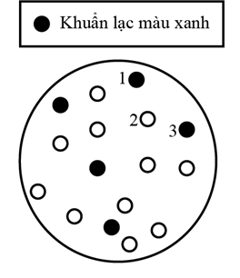 Chất Xgal được sử dụng để xác định sự hoạt động của gene lacZ. Khi gene này hoạt động, enzyme β-galactosidase được tạo ra và phân cắt Xgal thành chất có màu xanh. Vì vậy chất Xgal được sử dụng để phân biệt các dòng vi khuẩn (ảnh 1)