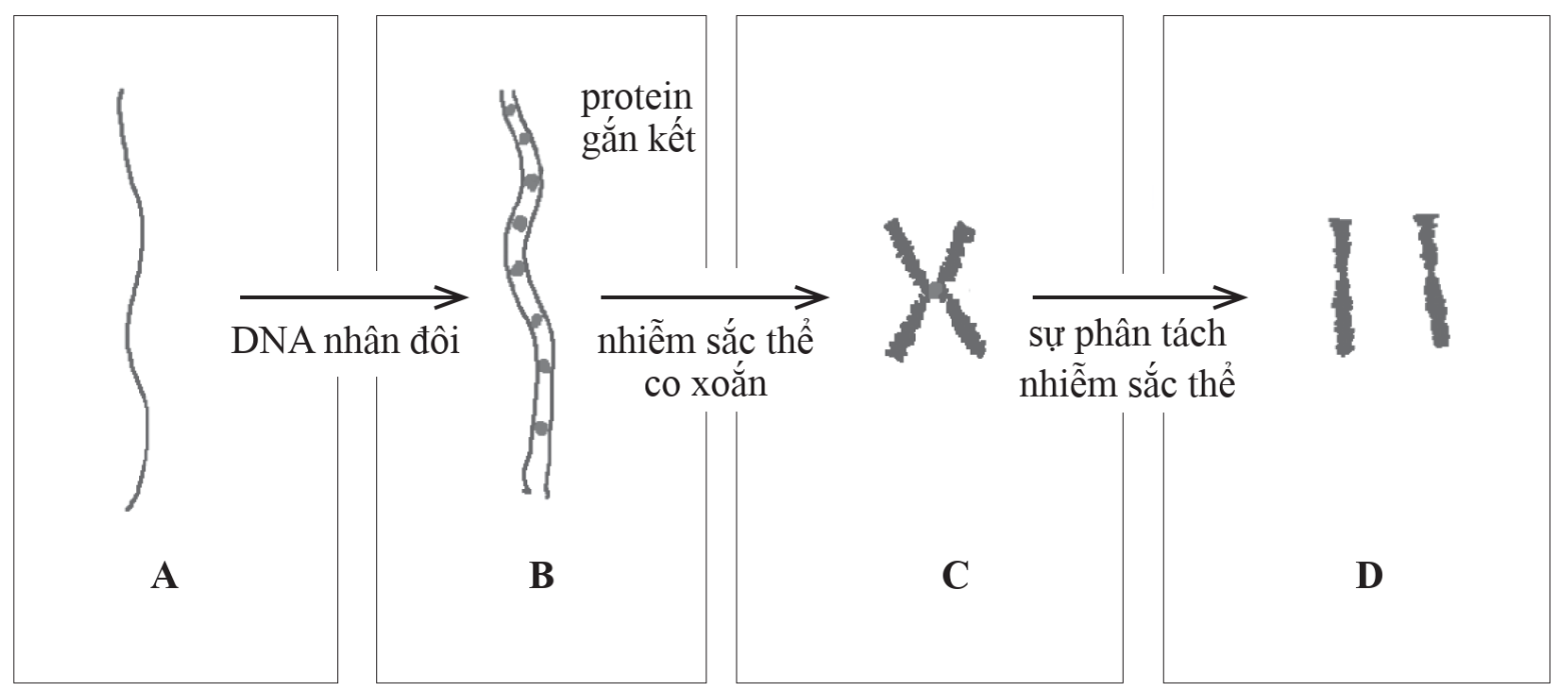 Quan sát hình dưới đây.    Hình nào thể hiện dạng nhiễm sắc thể kép có hai chromatid?  	A. Hình A và B. 	B. Hình B và C. 	C. Hình C và D. 	D. Hình A và D.  (ảnh 1)