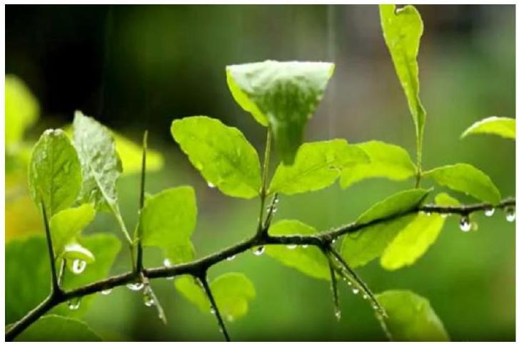 Câu nào dưới đây là câu ghép miêu tả đúng cảnh vật trong đoạn bức tranh sau? (ảnh 1)