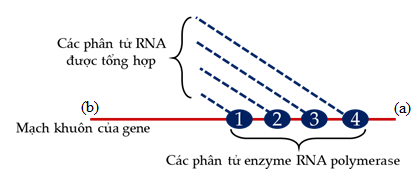 Trong phòng thí nghiệm, các nhà khoa học đã chuẩn bị hỗn hợp I gồm: DNA polymerase, Helicase, RNA mồi, DNA ligase, 1 số phân tử DNA mạch kép có cùng chiều dài và các điều kiện cần thiết cho quá trình tái bản DNA.  (ảnh 1)