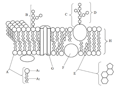 Hình 1 mô tả một phần trong cấu trúc của tế bào sinh vật, trong đó có sự sắp xếp của các thành phần hóa học. (ảnh 1)
