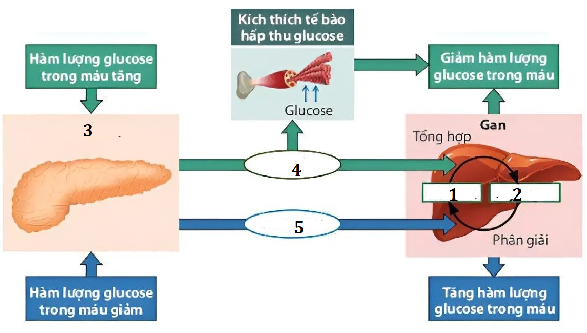 Sơ đồ dưới đây nói về cơ chế chuyển hóa các chất trong cơ thể người. Hãy cho biết trong sơ đồ: Tuyến tụy; hormon glucagon; glycogen tương ứng với các số (Ghi đáp án bằng số là: 123) (ảnh 1)