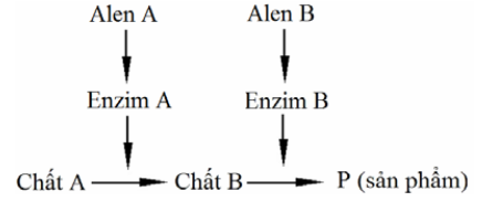 Ở người, xét hai cặp gene phân li độc lập trên nhiễm sắc thể thường, các gene này quy định các enzyme  khác nhau cùng tham gia vào quá trình chuyển hóa các chất trong cơ thể theo sơ đồ sau:  (ảnh 1)