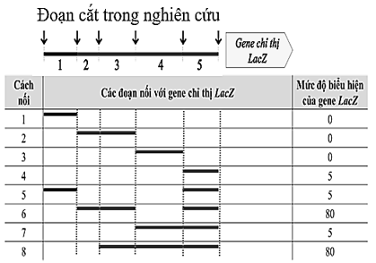 Ở một bệnh nhân, các nhà khoa học phát hiện ra gene Y bị đột biến. Họ thấy rằng, gene này được phiên mã và dịch mã nhưng tạo ra protein không có chức năng. Kết quả phân tích gene đột biến chỉ ra rằng nguyên nhân gây ra hậu quả  (ảnh 1)