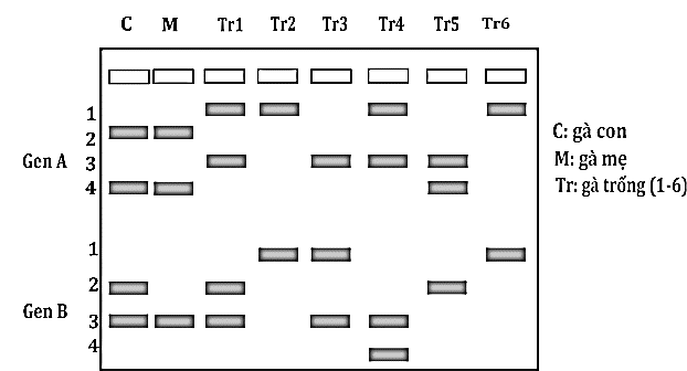 Khi điện di trình tự hai gene (A và B, mỗi gene có 2 allele) của một con gà con (C), là con của gà mẹ (M) và một trong sáu gà trống (Tr) trong một quần thể được bản kết quả như hình sau.  (ảnh 1)