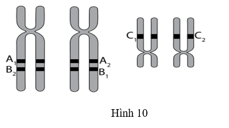 Ở tế bào của một cơ thể lưỡng bội 2n, các allene của 3 gene A, B và C phân bố trên các NST được mô tả ở Hình 10. Biết không có đột biến xảy ra, khi kết thúc giảm phân, trong các giao tử sau (ảnh 1)