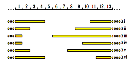Ở người, chứng loạn dưỡng cơ Duchenne (DMD) là một bệnh liên quan đến gen lặn trên nhiễm sắc thể X, ảnh hưởng đến cơ bắp.  (ảnh 1)
