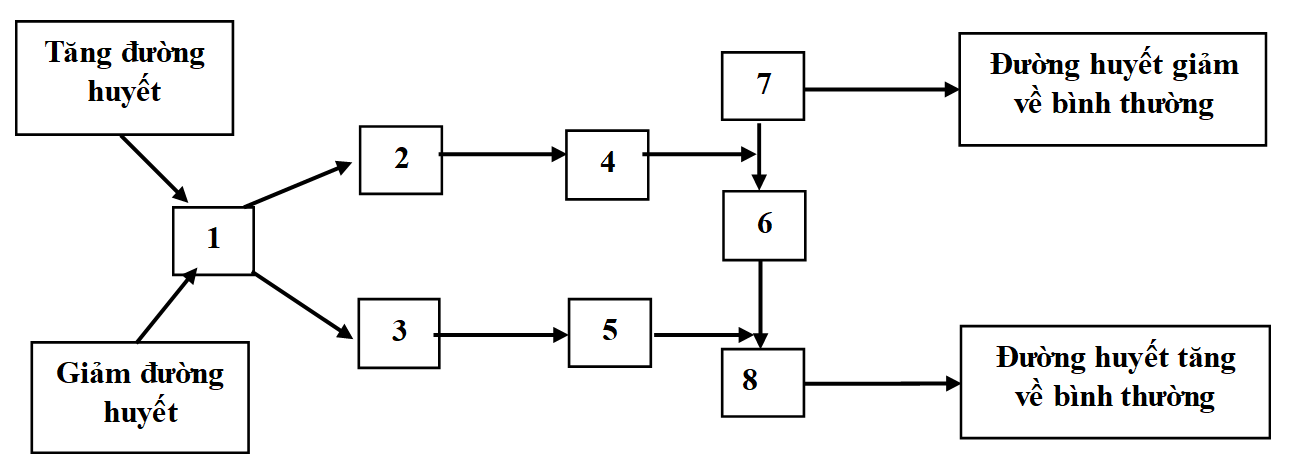 Sơ đồ sau thể hiện quá trình điều hòa nồng độ đường trong máu ở người:   Hãy cho biết quá trình chuyển hóa này xảy ra ở loại tế bào nào trong cơ thể? A. Tụy	B. Gan	C. Thận	D. Không đáp án  (ảnh 1)
