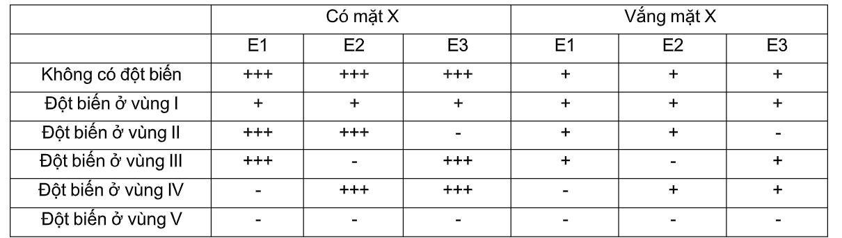 Operon M ở một chủng vi khuẩn mã hóa 3 enzyme là E1, E2 và E3; Có 5 trình tự I, II, III, IV và V chưa biết rõ chức năng.  (ảnh 1)