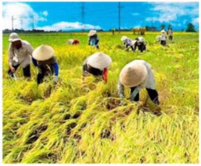 Em hãy điền động từ thích hợp vào chỗ trống để miêu tả hoạt động trong bức ảnh dưới đây:  Các bác nông dân đang ........lúa. (ảnh 1)