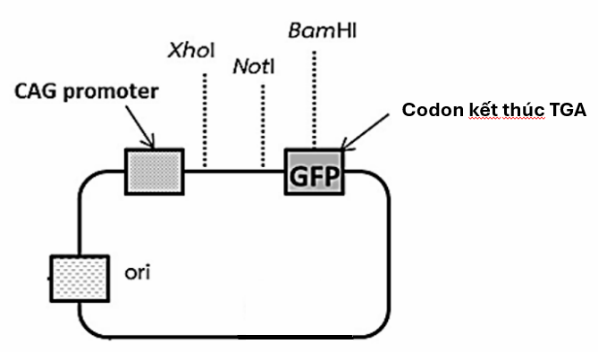 Ở một bệnh nhân, các nhà khoa học phát hiện ra gene Y bị đột biến. Họ thấy rằng, gene này được phiên mã và dịch mã nhưng tạo ra protein không có chức năng. Kết quả phân tích gene đột biến chỉ ra rằng nguyên nhân gây ra hậu quả  (ảnh 2)