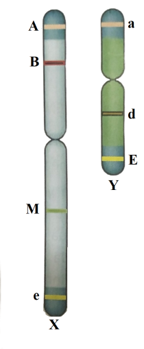 Các gene trên cặp NST giới tính XY có thể nằm trên vùng tương đồng hoặc vùng không tương đồng. Có các gene nằm trên NST cặp giới tính XY như hình vẽ dưới đây.  (ảnh 1)