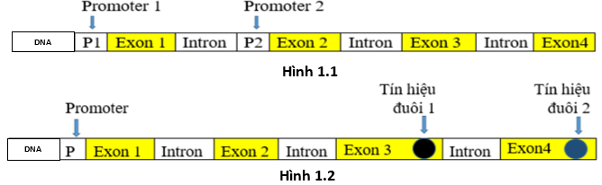 Hai hình dưới (hình 1.1 và hình 1.2) đây mô tả các cách mà tế bào nhân thực tạo ra các mRNA khác nhau từ một đoạn DNA. Có mấy loại phân tử mRNA trưởng thành có thể tạo ra từ 2 hình đó? (ảnh 1)