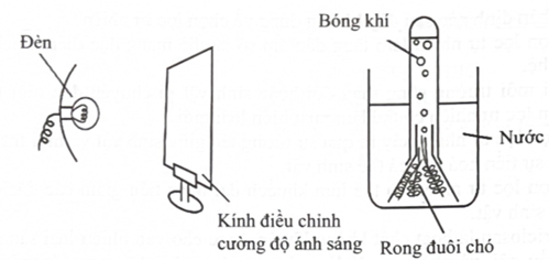 Một thí nghiệm được thiết kế để đánh giá ảnh hưởng của cường độ ánh sáng lên cường độ quang hợp. Cường độ ánh sáng của đèn được điều chỉnh bằng độ đục của kính và cường độ quang hợp được đo bằng số lượng bọt khí thoát ra. (ảnh 1)