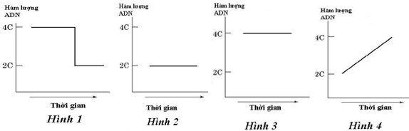 C&aacute;c h&igrave;nh dưới đ&acirc;y m&ocirc; tả sự thay đổi h&agrave;m lượng DNA trong nh&acirc;n một tế b&agrave;o của một lo&agrave;i thực vật lưỡng bội ở c&aacute;c pha kh&aacute;c nhau của chu k&igrave; tế b&agrave;o. (ảnh 1)