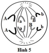 Một loài thực vật lưỡng bội, nếu không có đột biến, không có trao đổi chéo, loài đó chỉ tạo ra tối đa 4 loại giao tử. Hình 5 mô tả một tế bào trong một cây thuộc loài này đang tiến hành quá trình phân bào. (ảnh 1)