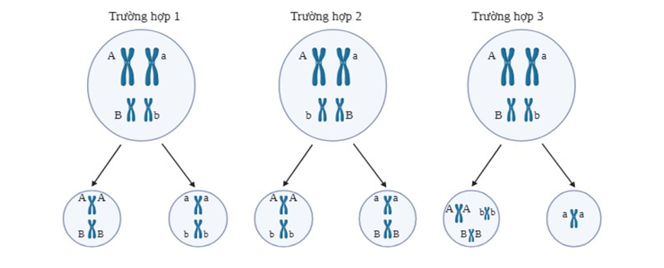 Theo dõi sự phân bào giảm phân của 20 tế bào sinh tinh của một cơ thể có kiểu gene AaBb. Hình  dưới đây thể hiện 3 kiểu sắp xếp nhiễm sắc thể ở kì giữa của giảm phân I và sự phân li của nhiễm sắc thể ở kì sau của giảm phân I (ảnh 1)