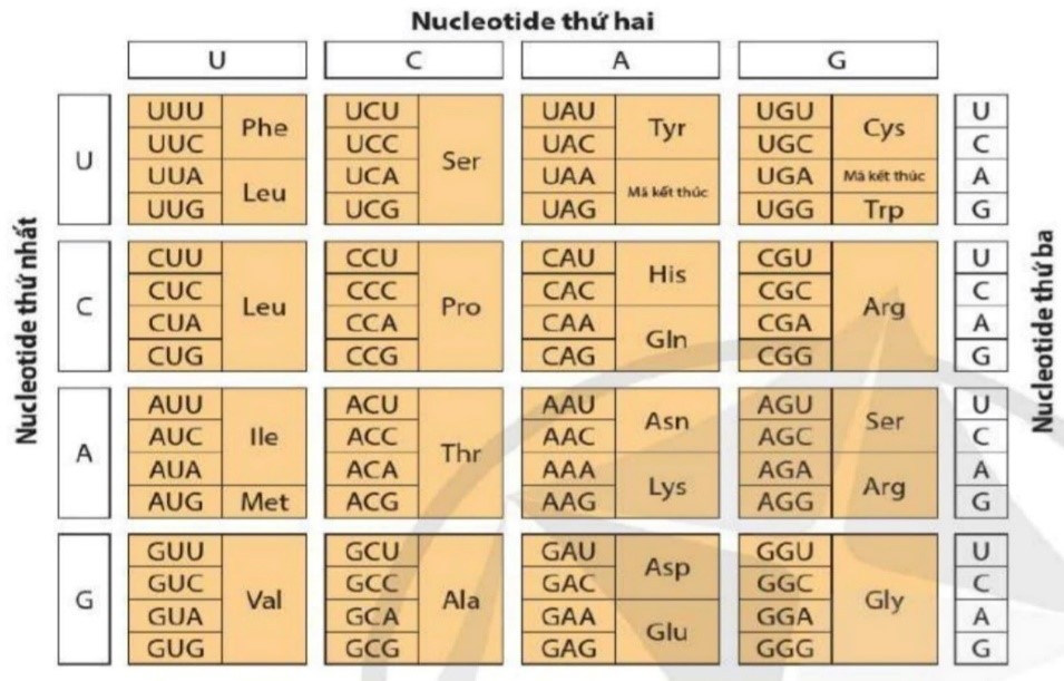 Cho bảng mã di truyền:     Hãy cho biết có bao nhiêu codon không thể hiện tính thoái hóa của mã di truyền?  (ảnh 1)