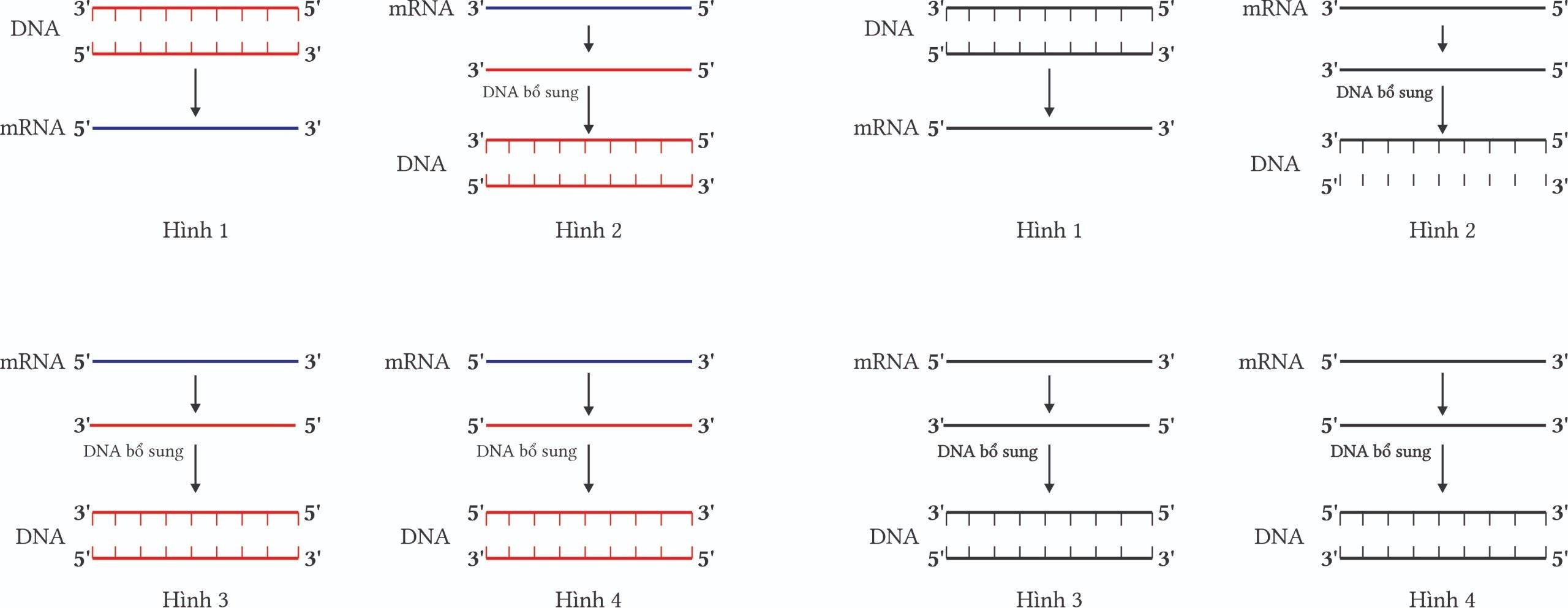 Hình nào dưới đây mô tả quá trình phiên mã ngược? (ảnh 1)