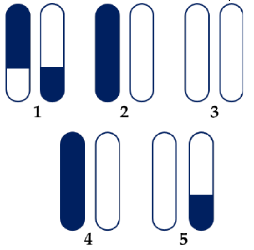 Hình bên thể hiện sơ đồ một cặp nhiễm sắc thể thường của một gia đình chuột lang  gồm có 1 cá thể bố, 2 cá thể mẹ và 2 cá thể con. (ảnh 1)