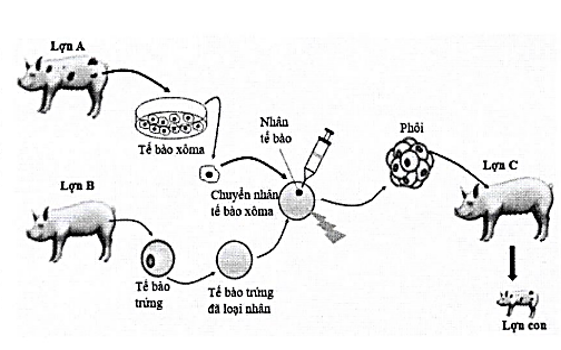 Nhân bản động vật có vú có thể tiến hành bằng kĩ thuật chuyển nhân tế bào xoma. Quy trình nhân giống lợn bằng kĩ thuật chuyển nhân tế bào xoma được sơ đồ hóa như hình dưới đây.  (ảnh 1)