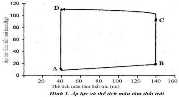 Một sinh vi&ecirc;n sức khỏe b&igrave;nh thường c&oacute; cung lượng tim l&uacute;c nghỉ ngơi l&agrave; 6500 ml/ph&uacute;t. Mối quan hệ giữa &aacute;p lực v&agrave; thể t&iacute;ch m&aacute;u ở t&acirc;m thất tr&aacute;i l&uacute;c nghỉ ngơi của sinh vi&ecirc;n n&agrave;y được thể hiện ở h&igrave;nh 1. Nhịp tim l&uacute;c nghỉ ngơi của sinh vi&ecirc;n n&agrave;y l&agrave; bao nhi&ecirc;u? (ảnh 1)