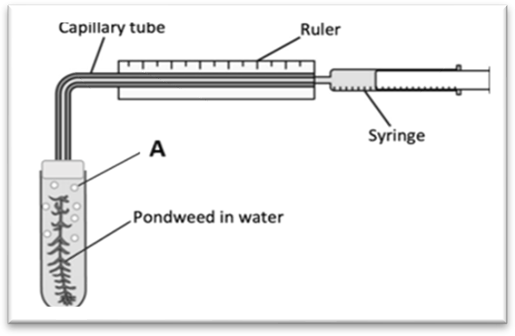 Tiến hành thí nghiệm sau: đặt rong ao Canada vào nước và để trong một khoảng thời gian. Khi quang hợp, nó sẽ tạo ra oxygen và oxygen sẽ tích tụ trong ống mao dẫn. (ảnh 1)