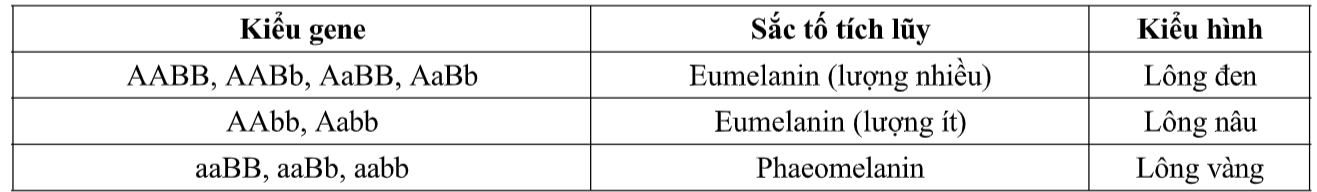 Ở chó Labrador, màu sắc lông do hai locus gene phân li độc lập quy định, những con chó của dòng này sẽ có thể có lông vàng, nâu hoặc đen tùy thuộc vào sự có mặt của sắc tố, (ảnh 1)