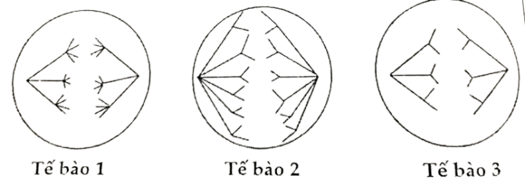 Trên 23 cặp nhiễm sắc thể của người chứa khoảng 21300 gene mã hoá protein. Cơ chế nào giúp nhiễm sắc thể có thể bảo quản và truyền đạt khối lượng thông tin di truyền khổng lồ này? (ảnh 1)