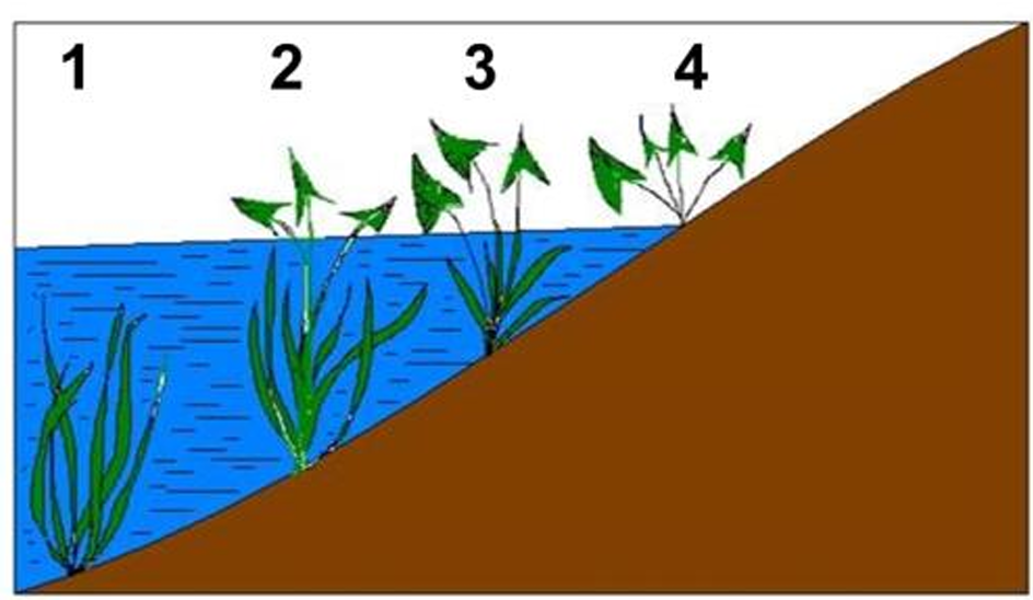 Cho hình ảnh về hình dạng của 4 cây rau mác ở các tầng nước khác nhau (ảnh 1)