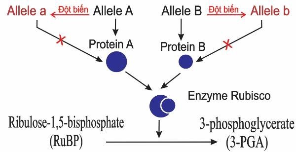 Hai gene mã hoá cho tiểu phần lớn và tiểu phần nhỏ của enzyme Rubisco không cùng nhóm liên kết. Sơ đồ tóm tắt sự hình thành enzyme Rubisco (ảnh 1)