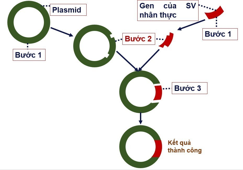 Hình bên mô tả các bước trong quy trình kĩ thuật tạo DNA tái tổ hợp để chuẩn bị cho quá trình sản xuất hormone insulin trên quy mô công nghiệp để chữa bệnh đái tháo đường ở người. Cần dùng enzyme DNA ligaza tác động vào bước bao nhiêu? (ảnh 1)