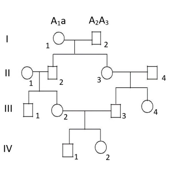 Xét một bệnh di truyền hiếm gặp do allele lặn aaa trên nhiễm sắc thể thường gây ra. Trong phả hệ sau, người phụ nữ ở thế hệ thứ I có kiểu gene A1a, chồng cô có kiểu gene A2A3.  (ảnh 1)