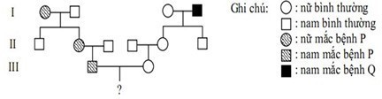 Cho sơ đồ phả hệ sau: Bệnh P được quy định bởi gene trội nằm trên NST thường; bệnh Q được quy định bởi gene lặn nằm trên NST giới tính X, không có allele tương ứng trên Y. (ảnh 1)