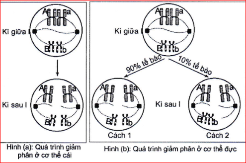 Ở cùng một loài động vật, quan sát giảm phân cơ thể đực và cơ thể cái đều có kiểu gen AaBb, người ta ghi nhận được diễn biến NST được mô tả ở hình bên. (ảnh 1)